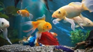 Шарени риби: сортове и съвети за отглеждане