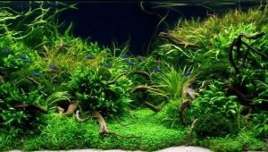 Varianter av levande växter för akvariet och deras odling