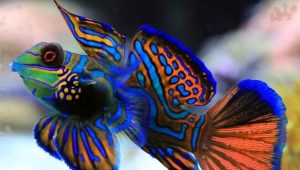 Pesce mandarino: descrizione, cura e allevamento