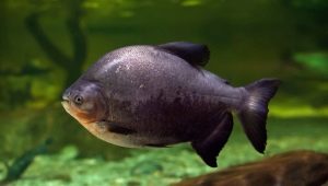 Fish pacu: περιγραφή ποικιλιών, φροντίδα και αναπαραγωγή
