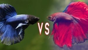 Betta fish: varieties, selection, care and reproduction of fighting fish