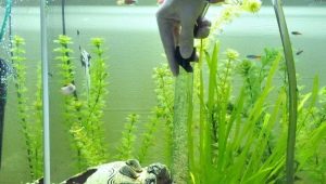 Sifoner til et akvarium: at vælge en støvsuger til at rense jorden