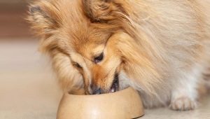 How much food should you give your dogs a day?