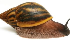 How many years do Achatina snails live and what does it depend on?