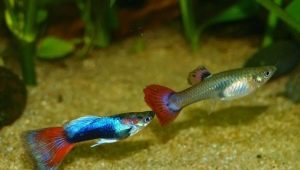 Berapa lama ikan guppy hidup dan bagaimana memperpanjang umurnya?