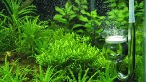 CO2 voor een aquarium: beschrijving, variëteiten, selectie en productie
