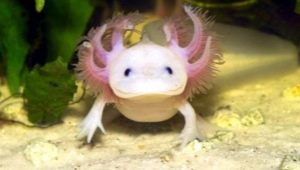Κρατώντας ένα axolotl στο σπίτι