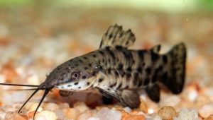 Catfish tarakatum: mô tả, nội dung, sinh sản và khả năng tương thích