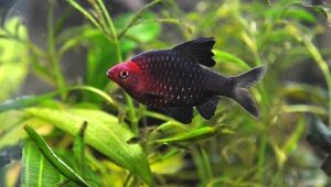 Compatibility of barbs with other fish