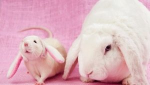 Compatibiliteit van konijn (kat) en rat op de oosterse kalender