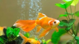Kompatibilität von Goldfischen mit Vertretern anderer Rassen