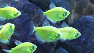 Spygliuota karamelė: akvariumo žuvų laikymas ir priežiūra