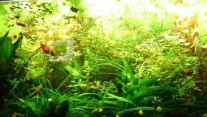 Mēslojums akvārija augiem: veidi un pielietojums