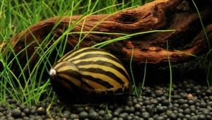Neretina snail: pangkalahatang-ideya ng mga species at mga tip sa pangangalaga