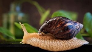 Alt om Achatina-sneglene: funktioner, arter, dyrkning og interessante fakta