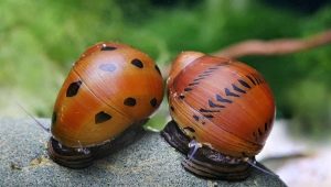 Everything about snails: features and types, maintenance and care