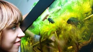 Живородни аквариумни риби: сортове, селекция и грижи