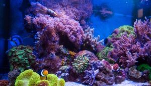 Mořská akvária: výběr ryb a vybavení, pravidla spouštění