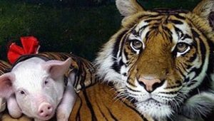 التوافق الخنازير والنمور