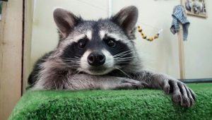 Raccoon bilang isang alagang hayop: ang mga kalamangan at kahinaan ng pag-iingat