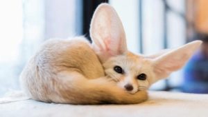 Fennec foxes - all about unusual domestic foxes