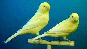 Features of keeping a canary at home