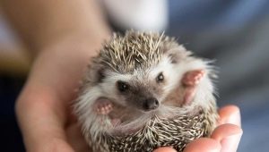 How long do hedgehogs live at home?