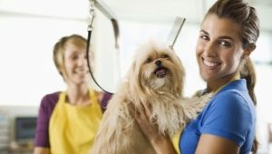 All about the groomer profession