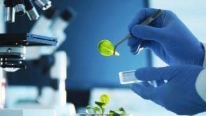 Ki a biotechnológus és mivel foglalkozik?