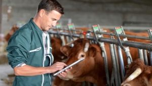Who is a livestock technician and what does he do?