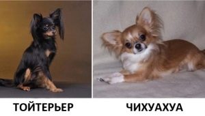 Bir oyuncak terrier bir Chihuahua'dan nasıl farklıdır ve kim seçmek daha iyidir?