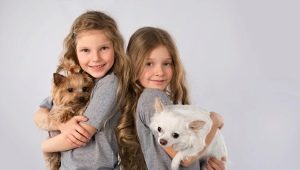 Un cruce entre un chihuahua y un toy terrier: características, descripción del personaje y contenido