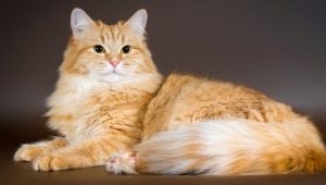 Raudonosios Sibiro katės: veislės savybės ir turinys