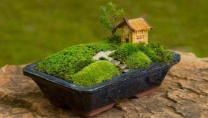 What crafts to make from moss?