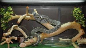 Mik azok a kígyóteráriumok és hogyan kell felszerelni őket?