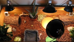 Everything you need to know about terrarium lamps