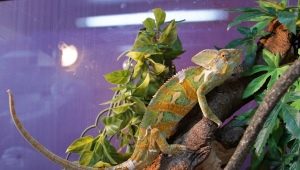 All about chameleon terrariums