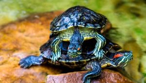Hvordan fodrer man en rødøret skildpadde?