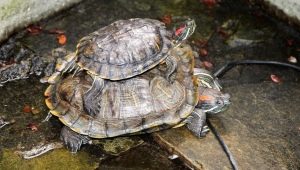 Kādam izmēram un cik ātri mājās izaug sarkanausu bruņurupucis?