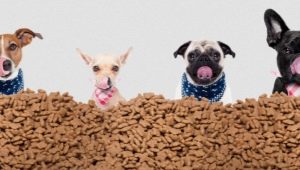 Beschreibung und Übersicht über ganzheitliches Futter für Hunde kleiner Rassen