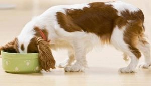 Ciri dan Ulasan Makanan Anjing Basah ROYAL CANIN