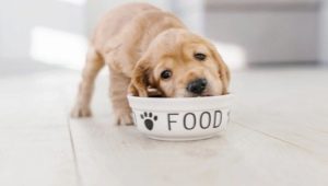 Ciri-ciri makanan anak anjing Purina Dog Chow