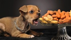 Varietà di cibo per cuccioli Farmina