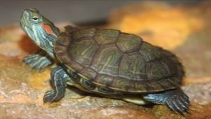 Sarkanausu bruņurupuča kopšana mājās