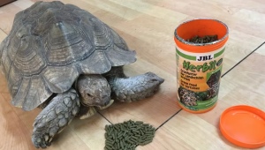 Όλα όσα πρέπει να γνωρίζετε για την τροφή της χελώνας