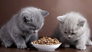 ครบเครื่องเรื่องอาหารสำหรับลูกแมว