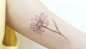 Il significato e gli schizzi dei tatuaggi Camomilla