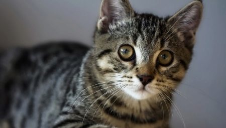 Amerikai drótszőrű macska: fajtajellemzők