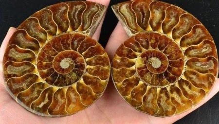 Ammonite: bagaimana rupanya dan apakah sifatnya?