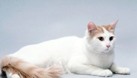 Kucing Anatolia: perihalan baka, ciri kandungan